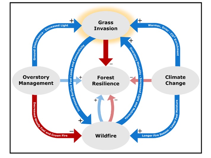 Grass invasion diagram